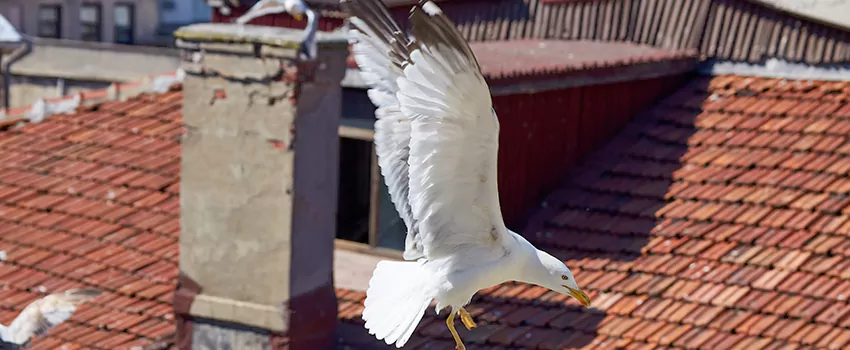 Residential Chimney Animal Removal Solution in Lufkin, TX