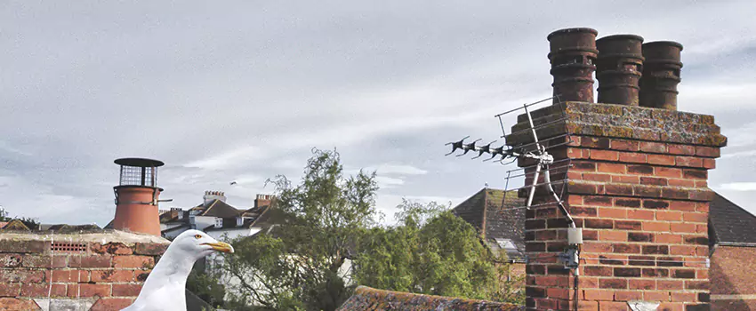 Chimney Cleaning And Restoration in Lufkin, Texas